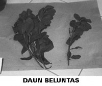 Jamu03 photo