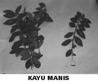 Jamu04 photo