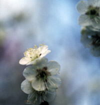 ume