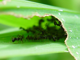 0201bali_083ant