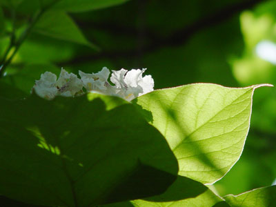 catalpa