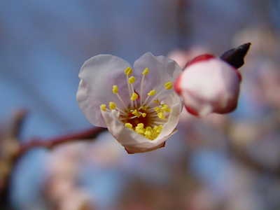 ume